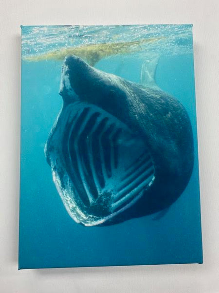 Print Your Photo on Canvas