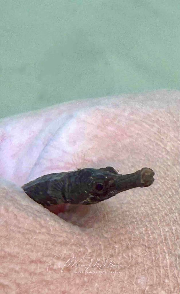Rescuing a Pipefish at Swanage North Beach