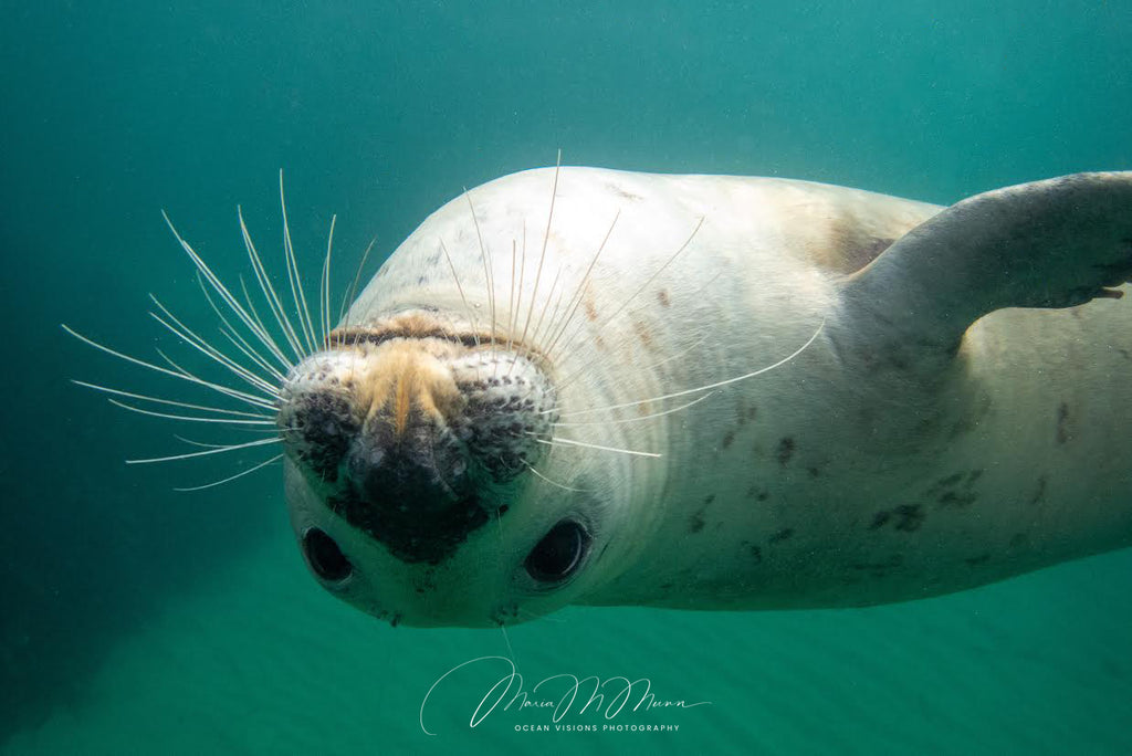 Swimming with Seals at Lundy Island/Testing a Sealife Sport Diver Housing for my iPhone