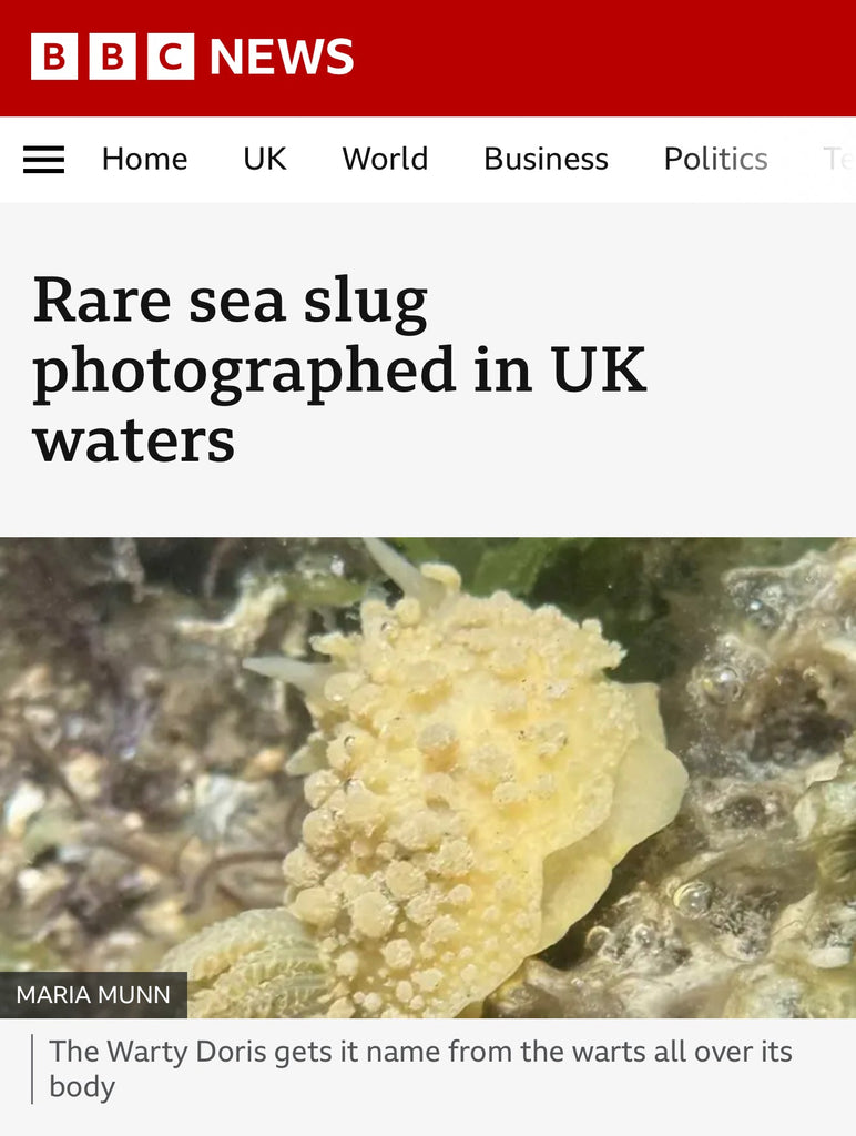 Rare Sighting of Nudibranch Featured on the BBC