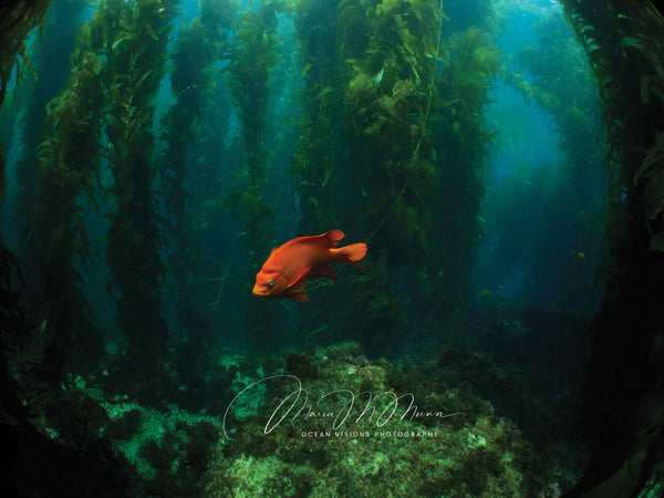 Getting Started in Underwater Photography e-Book