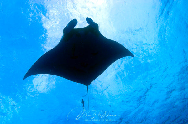 Getting Started in Underwater Photography e-Book