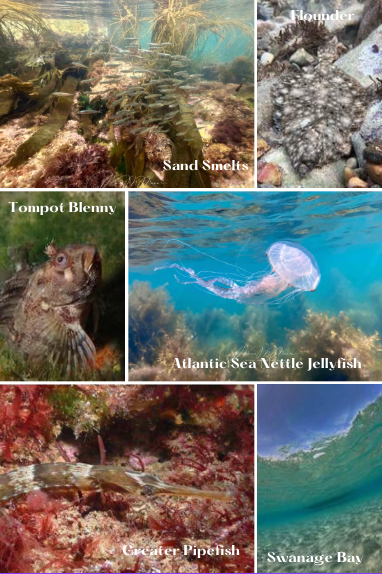 Snorkel Dorset Paperback Book - Pre-Order for Release Date 30 September 2025